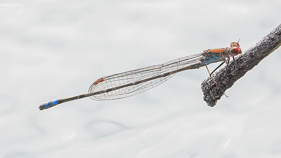 Pseudagrion massaicum (Massai Sprite) male 3.jpg